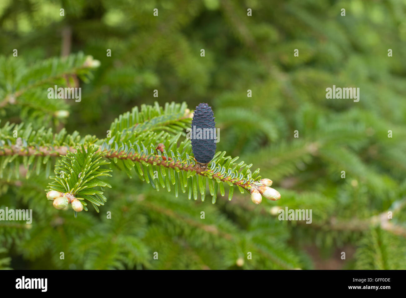 Pine Cone of Abies fargesii (Farges' Fir) on the Arboretum at Rosemoor in Devon, England, UK Stock Photo