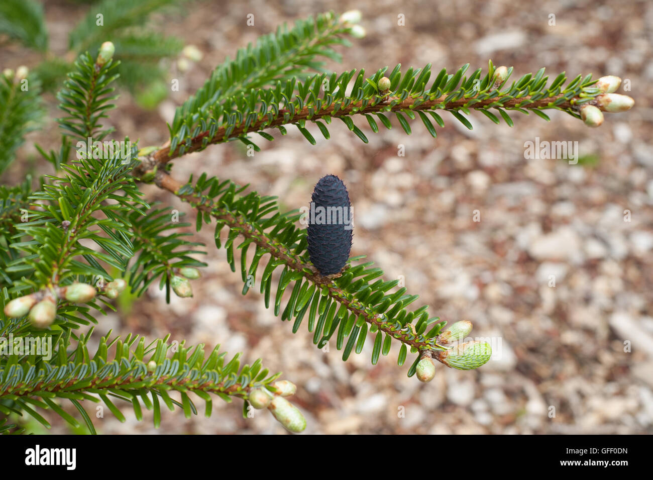 Pine Cone of Abies fargesii (Farges' Fir) on the Arboretum at Rosemoor in Devon, England, UK Stock Photo