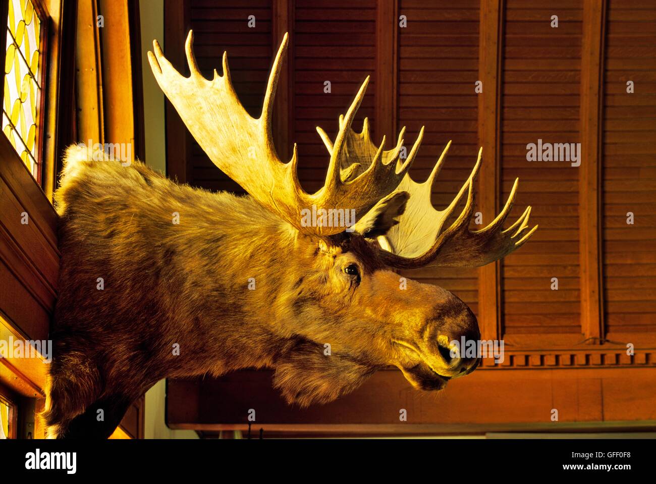 The Fairbanks Museum and Planetarium in the Vermont town of St. Johnsbury, New England, USA. Stuffed Moose head Stock Photo