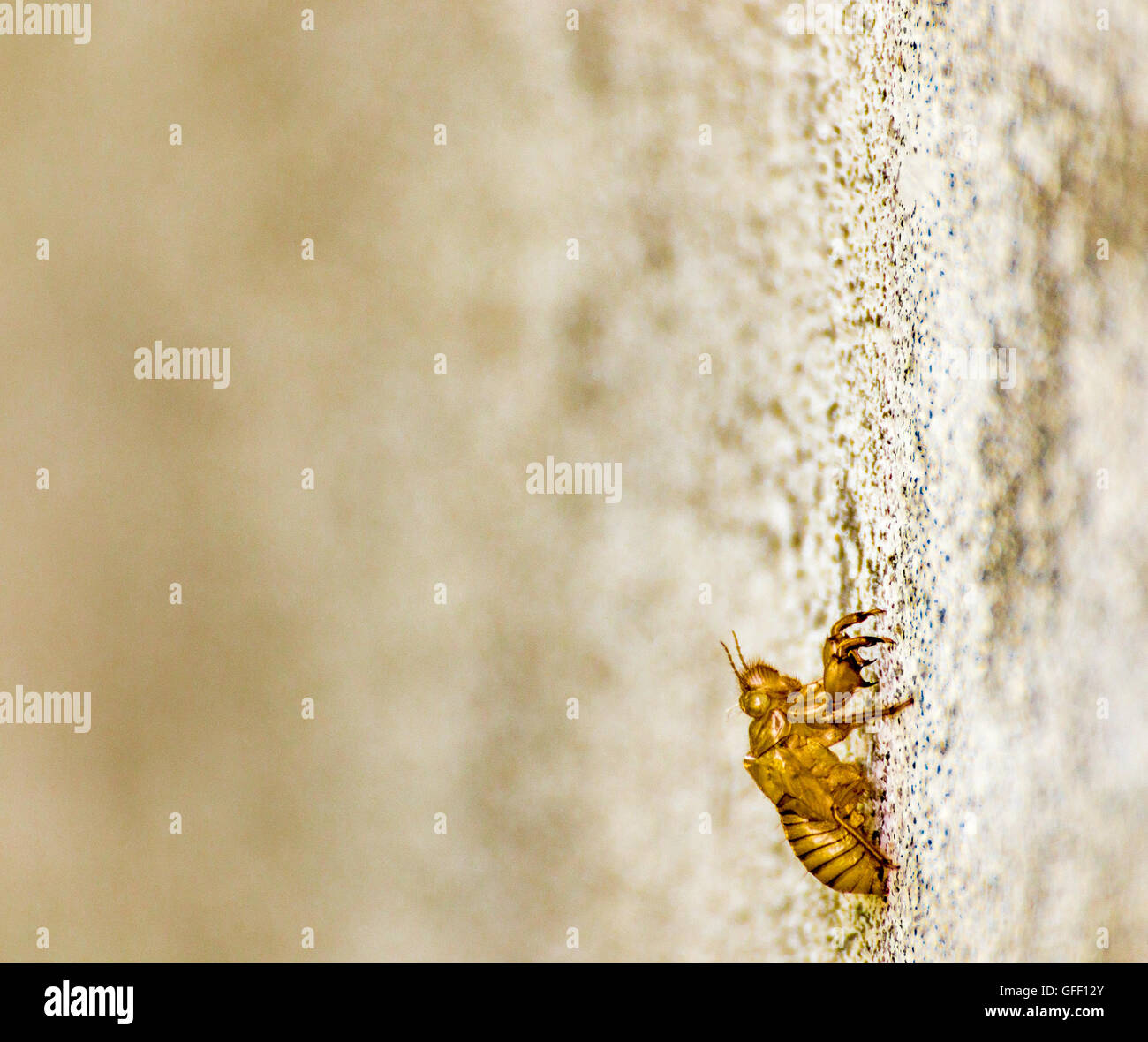 empty exoskeleton of bee still on grunge wall Stock Photo