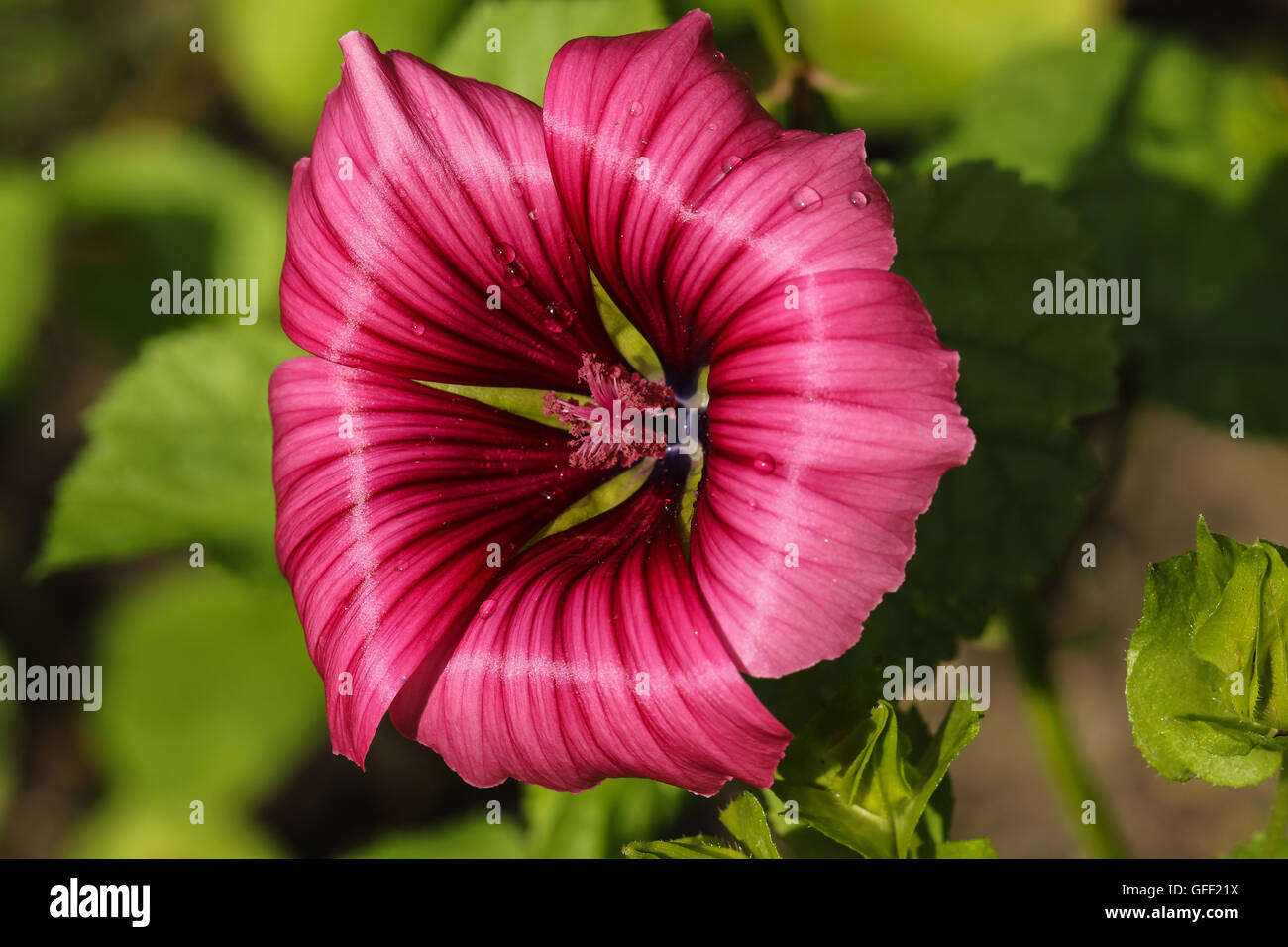 Red Mallow High Resolution Stock Photography and Images - Alamy