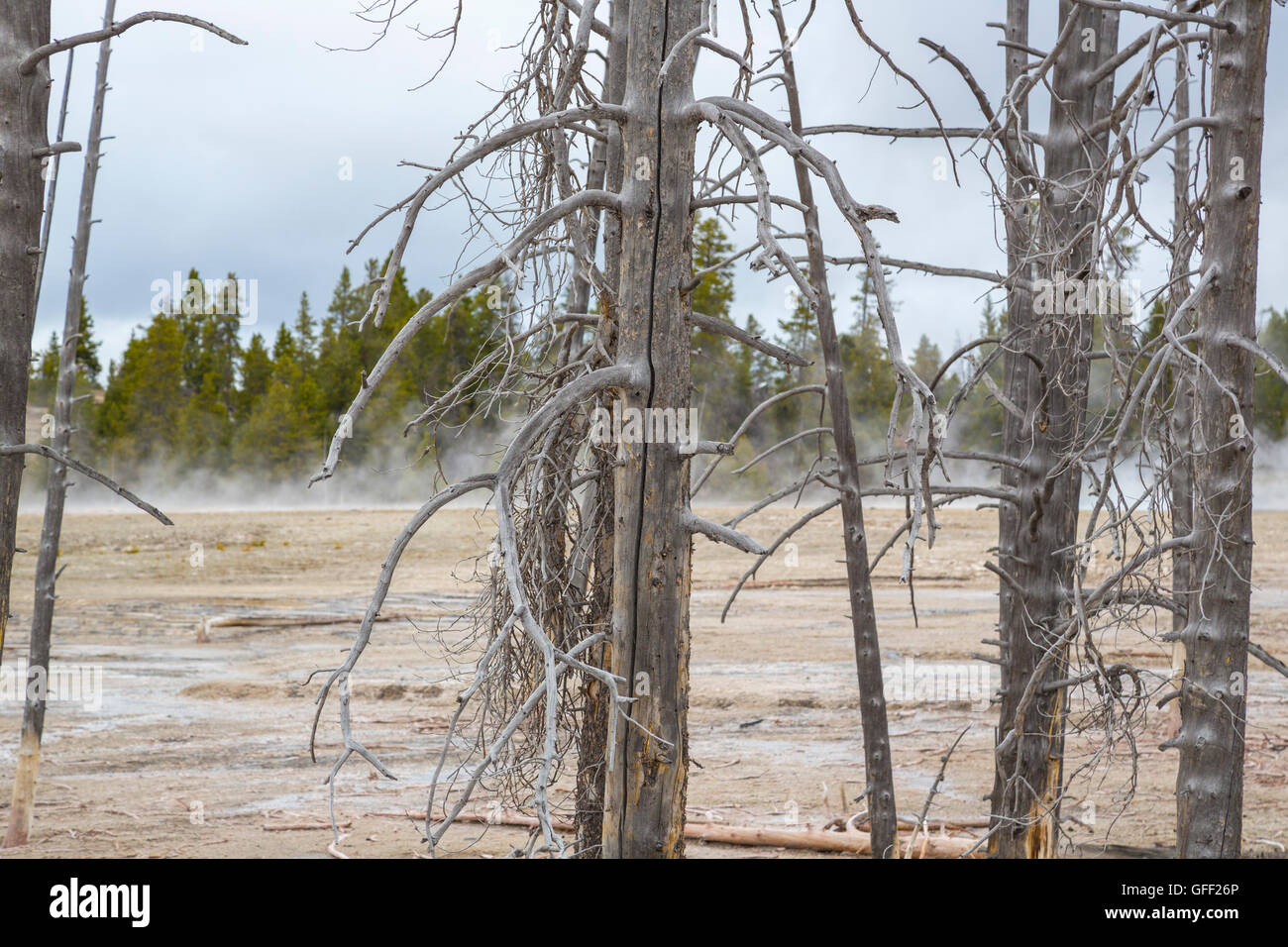 Dying Trees Stock Photos & Dying Trees Stock Images Alamy