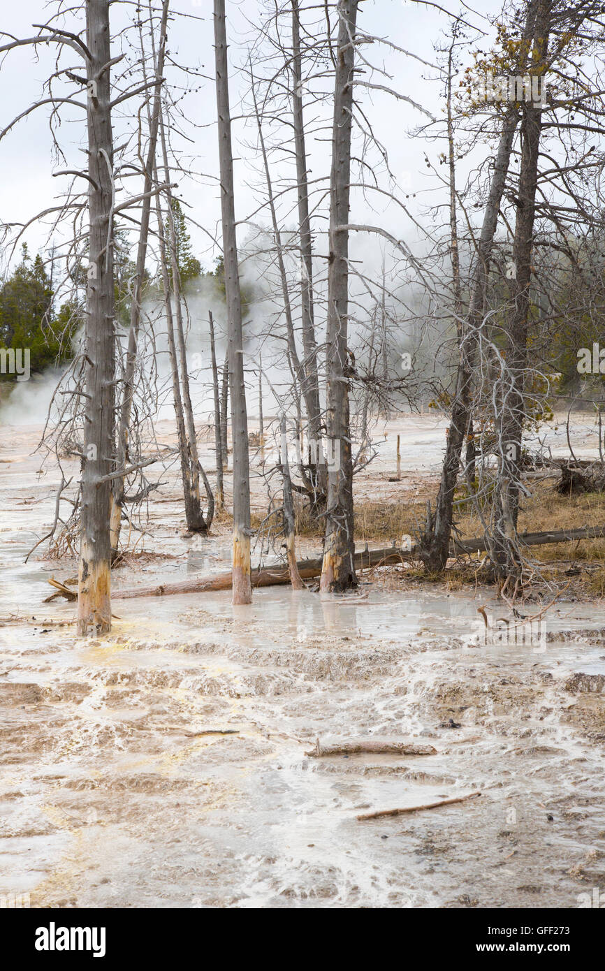 Dead or dying trees in Yellowstone National Park USA Stock Photo Alamy