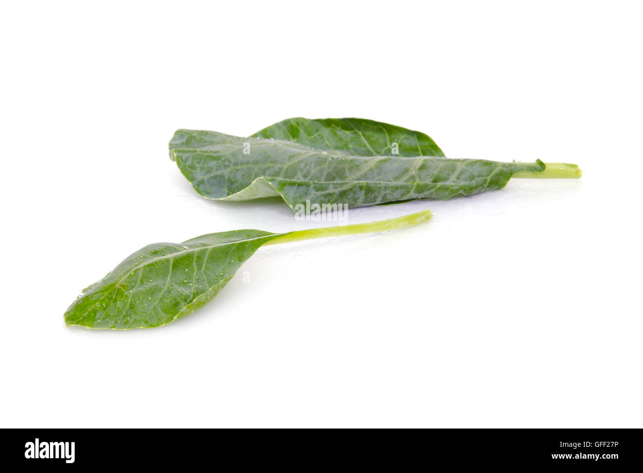Chinese Kale vegetable (Other names are Chinese Broccoli, Kale, Kai lan, Gai lan, Phak, Khana