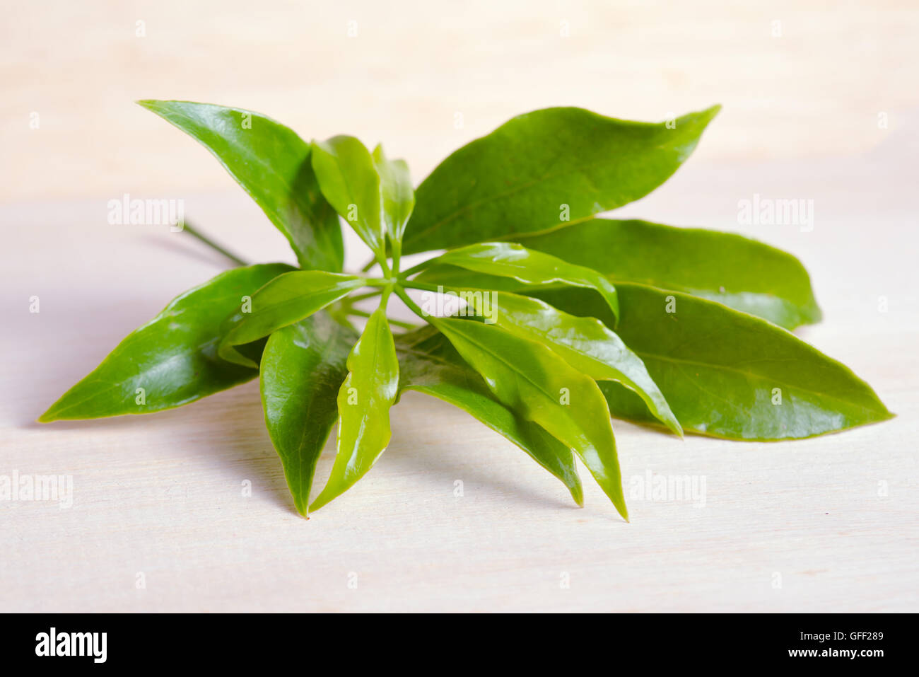 Araliaceae leaf - Famous Thai Herb (Also called as Schefflera leucantha R.Vig., Schefflera kwangsiensis Merr. ex H.L.Li, Scheffl Stock Photo