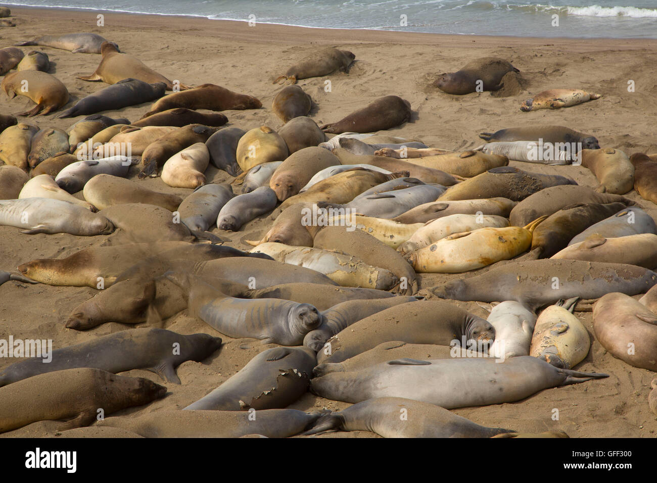 Elephant seals at Arroyo del Corral Beach, Hearst San Simeon State Park