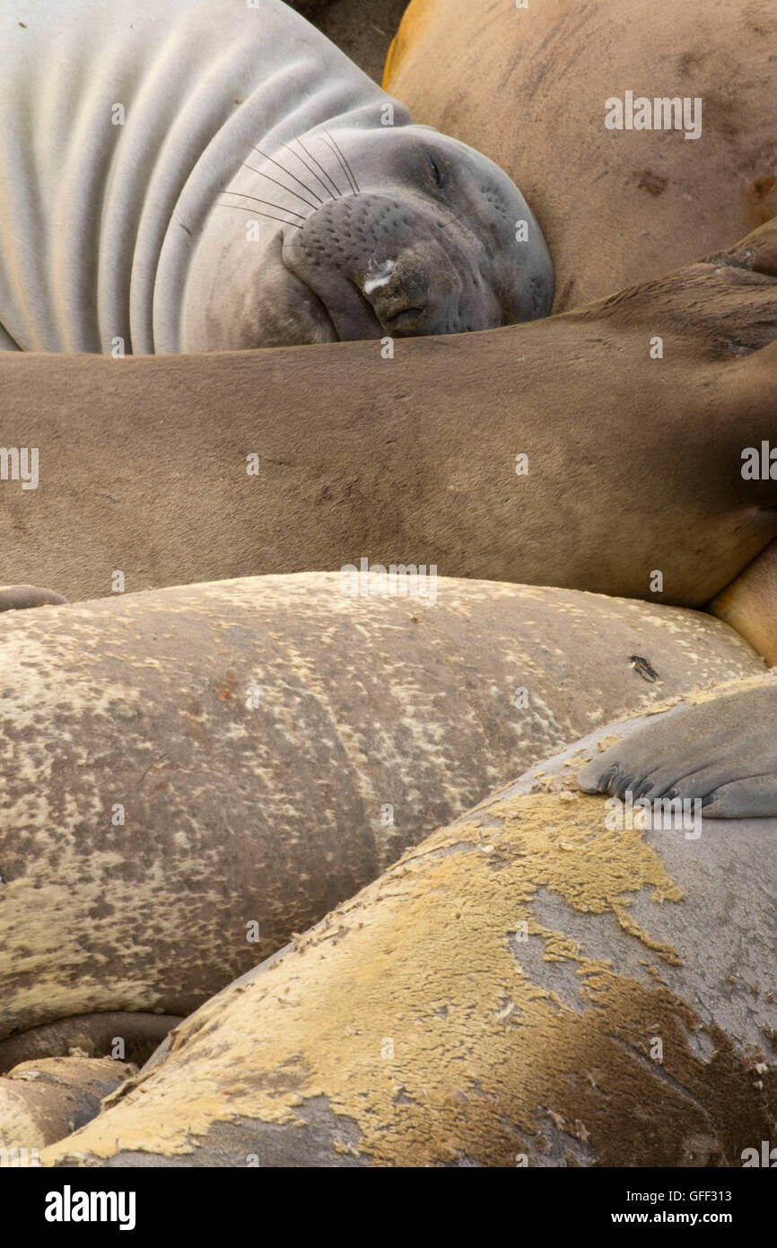 Elephant seals at Elephant Seal Boardwalk, Hearst San Simeon State Park
