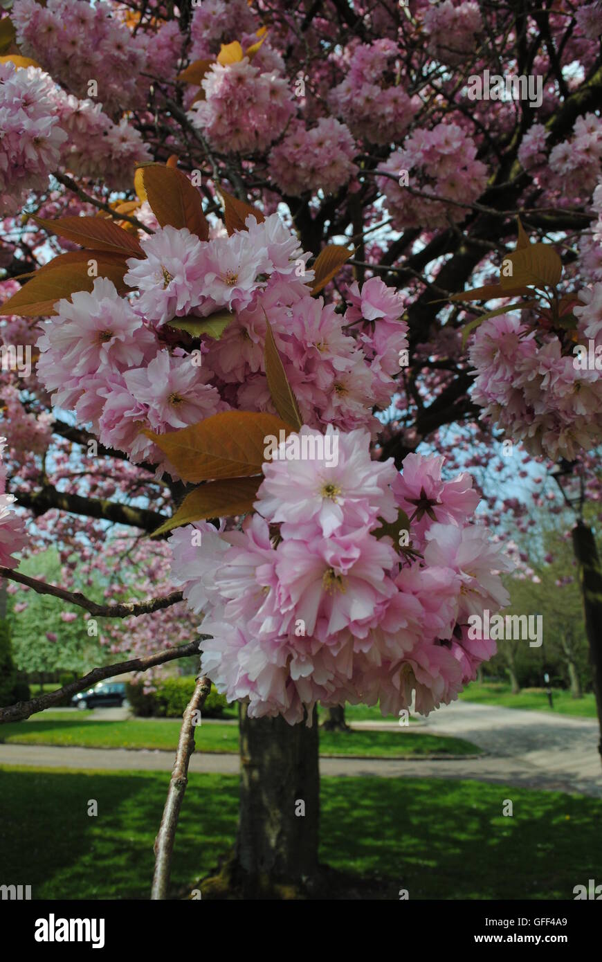 Cherry blossom, Durham, England Stock Photo