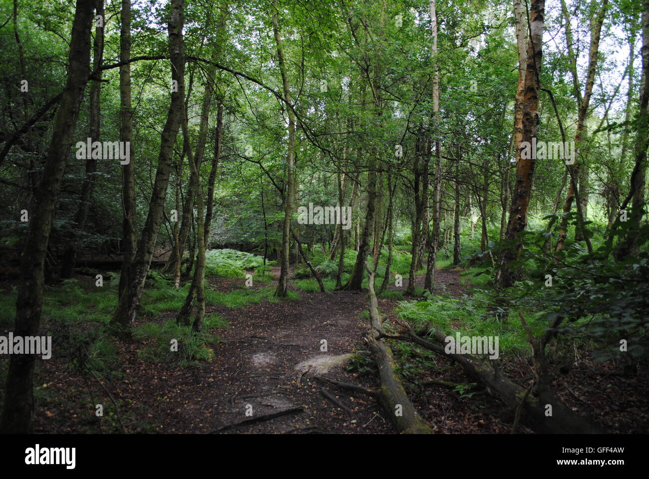 Wych Cross, Ashdown Forest, Sussex, England Stock Photo Alamy
