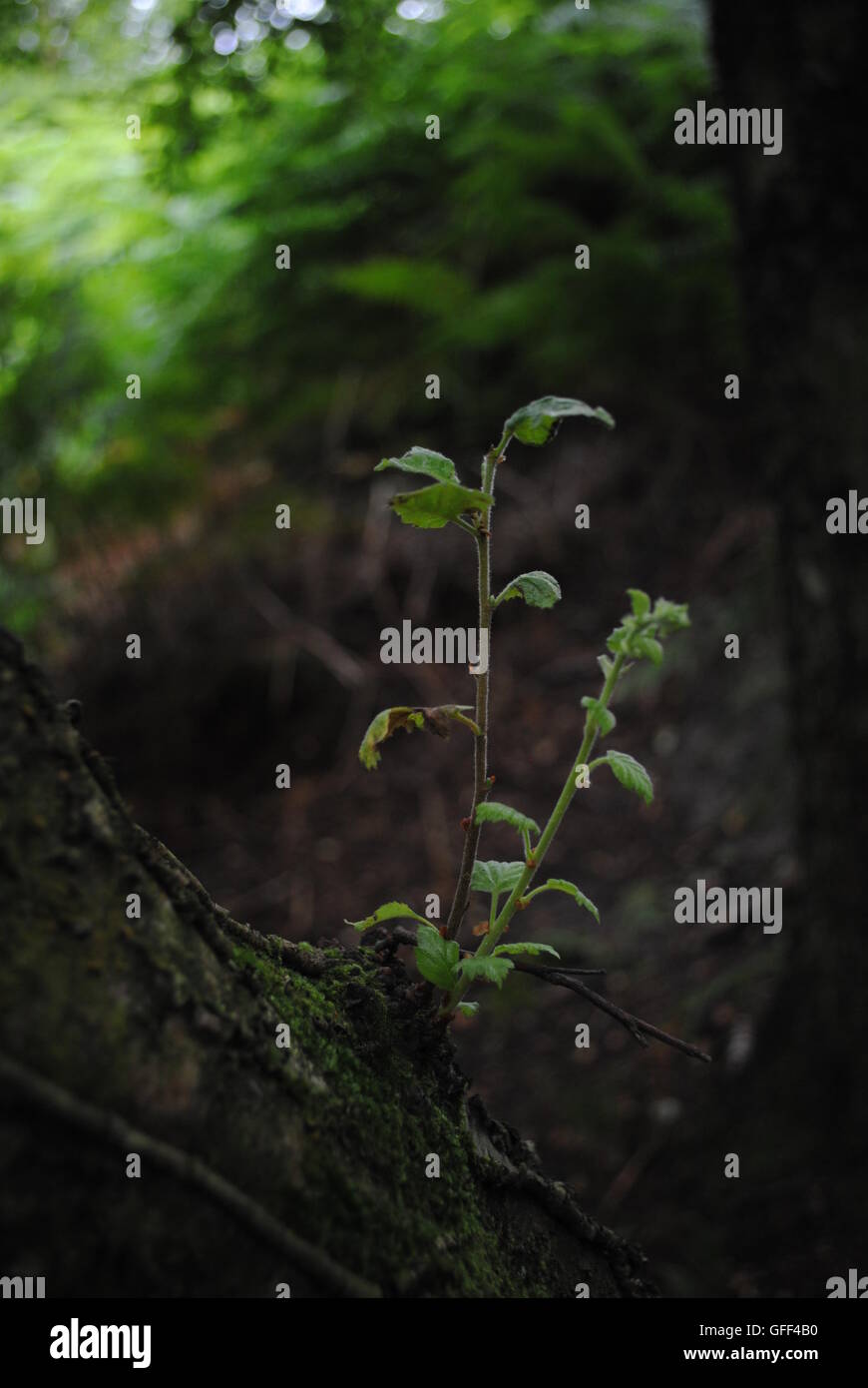 Wych Cross, Ashdown Forest, Sussex, England Stock Photo Alamy