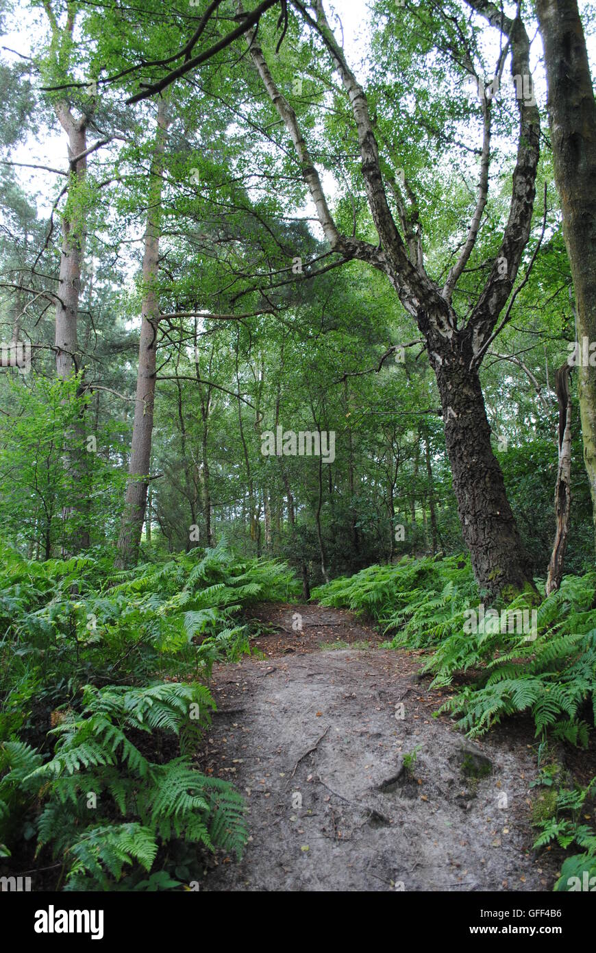 Wych Cross, Ashdown Forest, Sussex, England Stock Photo Alamy