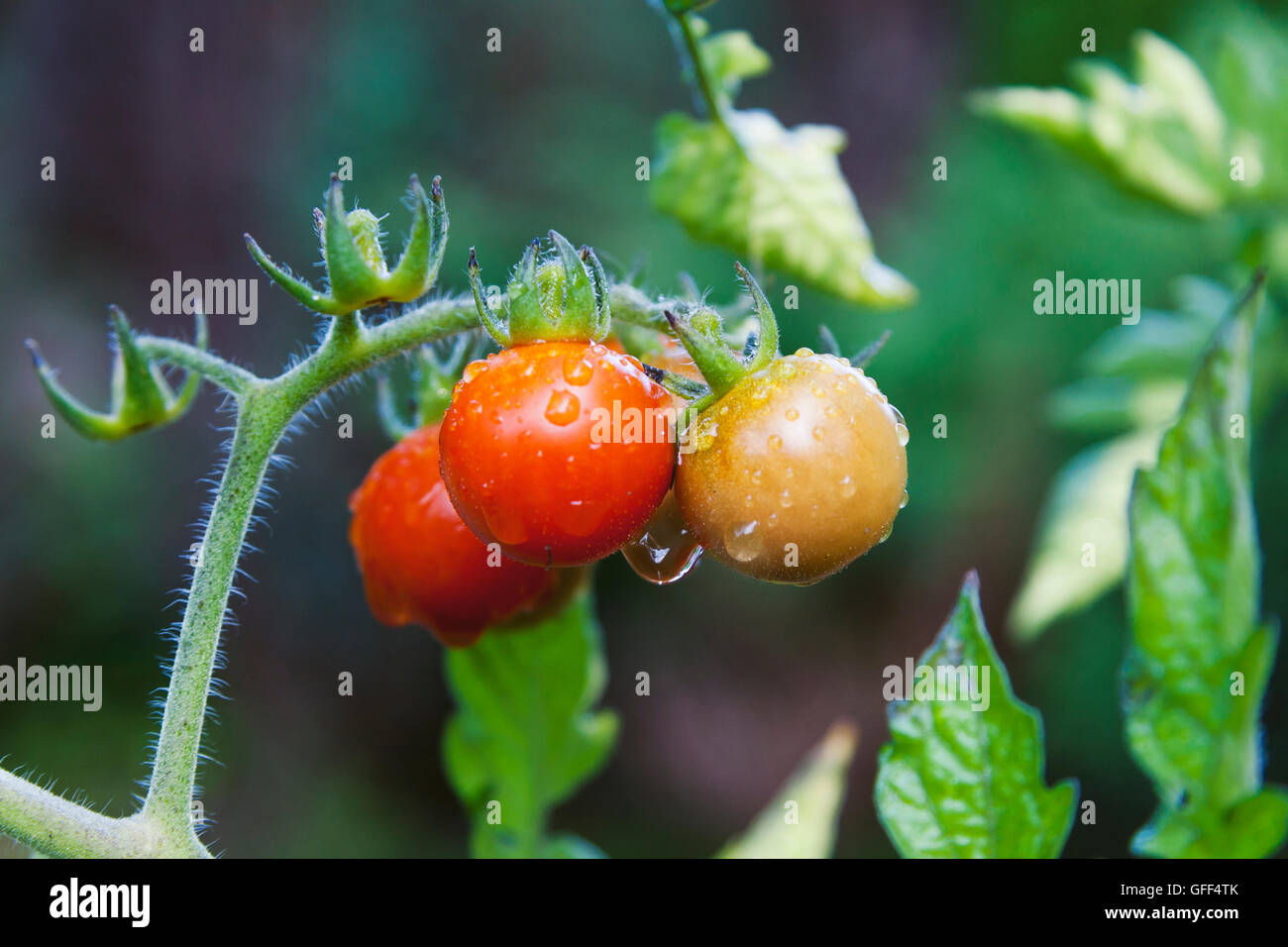 Small ripening tomatoes hanging on the vine, covered with drops of