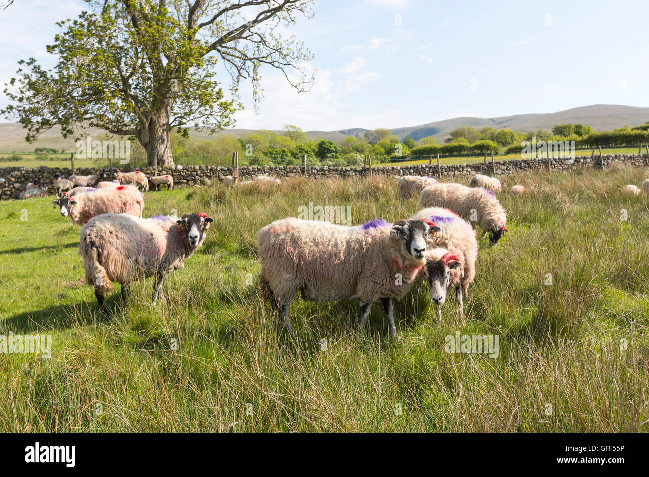 Marking sheep with paint hires stock photography and images Alamy