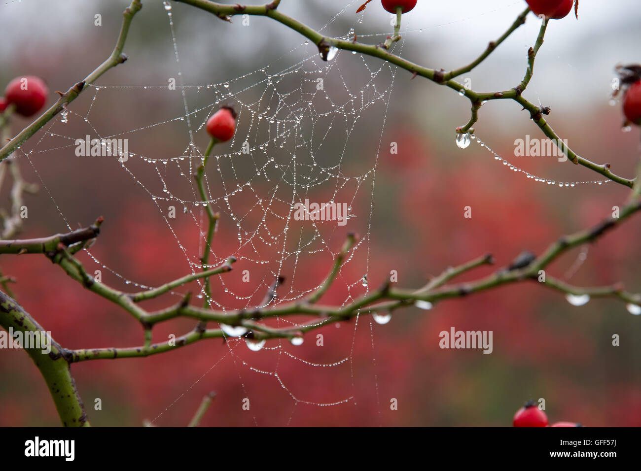 Spider web in a dew Stock Photo