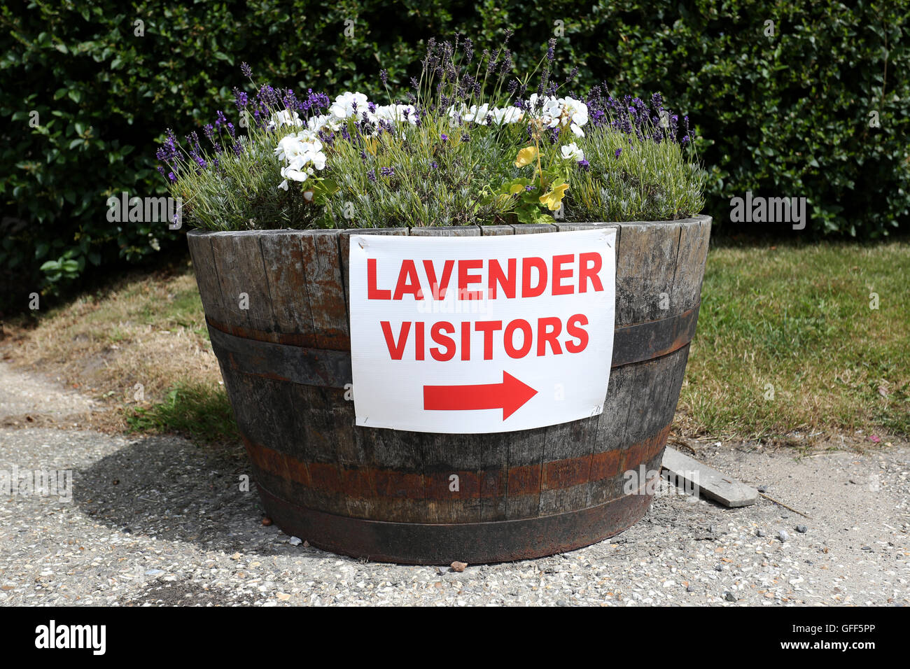 English lavender hampshire hires stock photography and images Alamy
