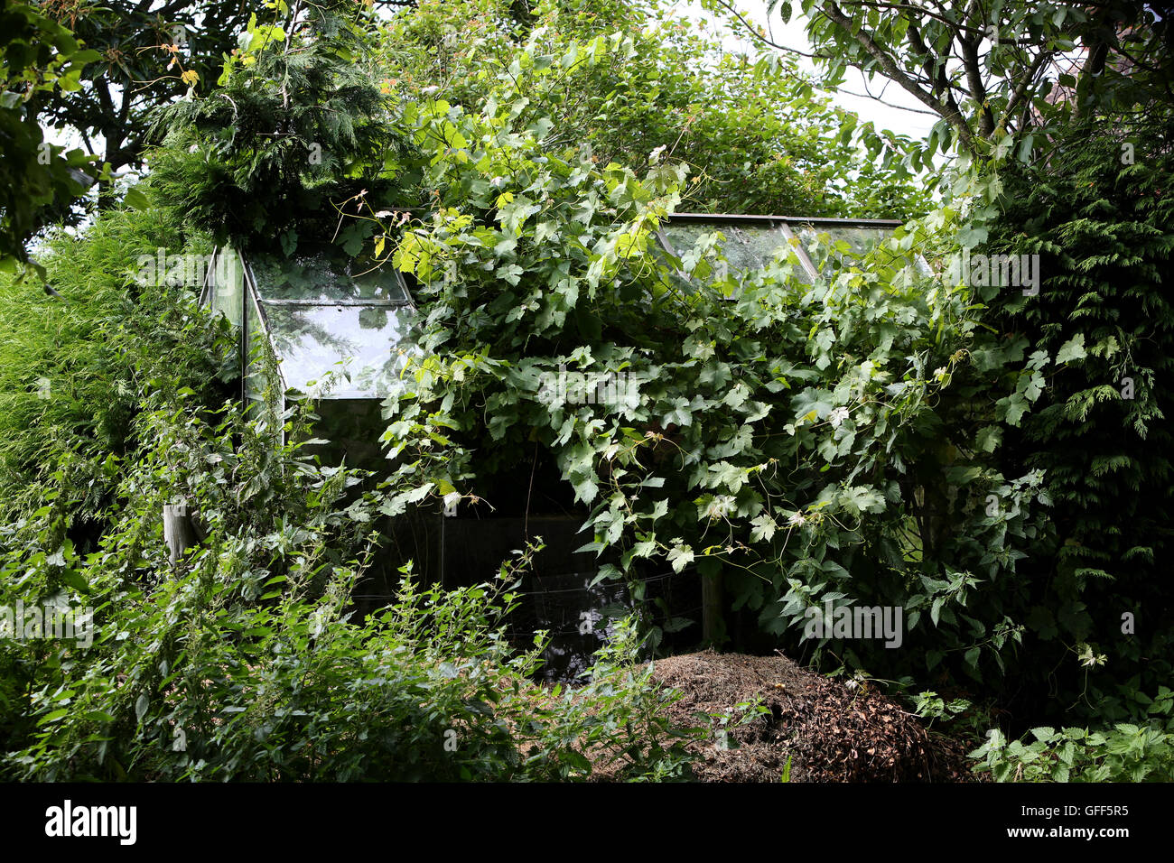 An overgrown garden greenhouse in Alton, Hampshire, UK. © Sam Stephenson/Alamy Stock Photo