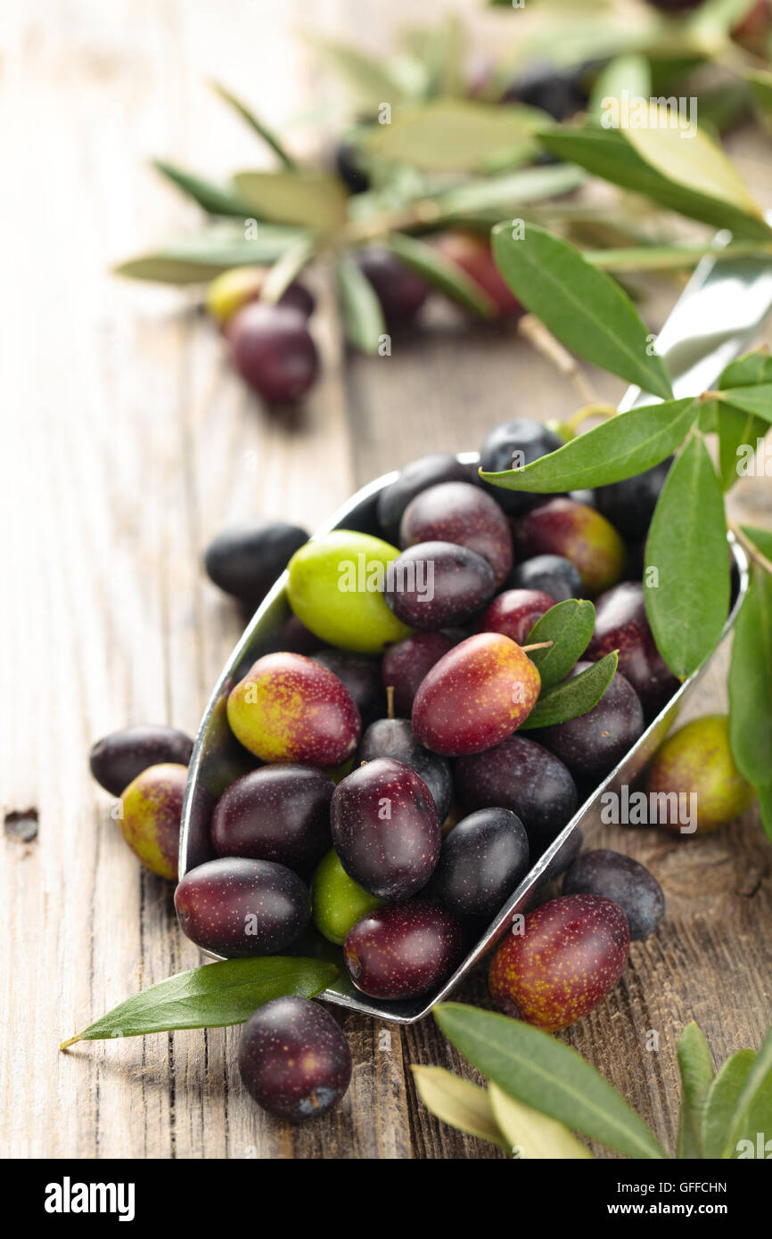 Black olive green hi-res stock photography and images - Alamy