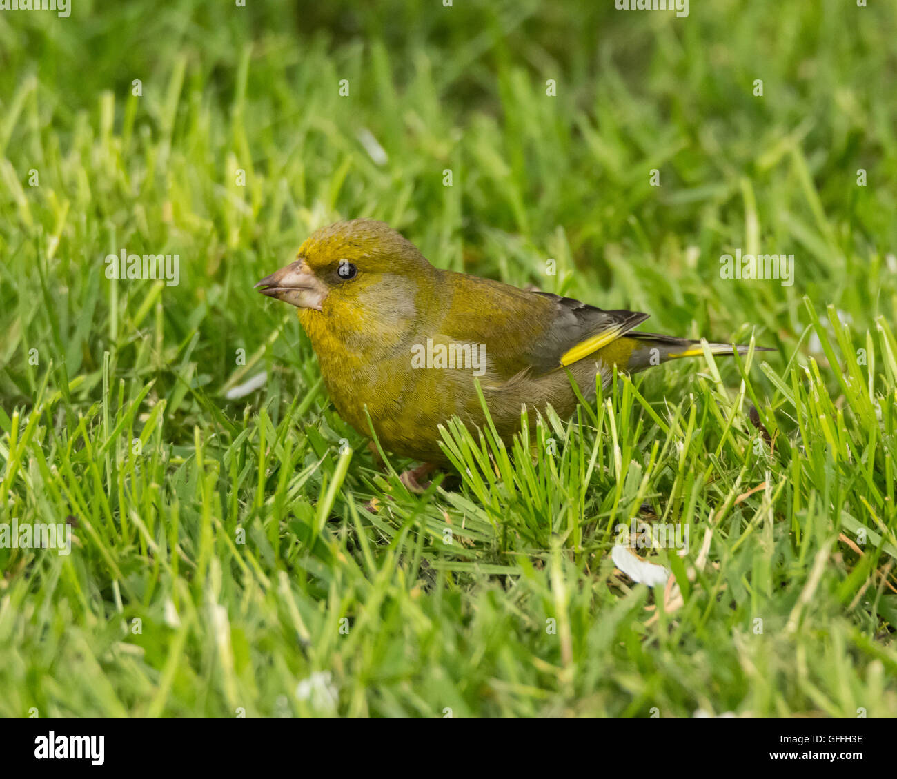 Greenfinch in Mainsriddle garden, near RSPB Mersehead, Dumfries and Galloway, UK Stock Photo