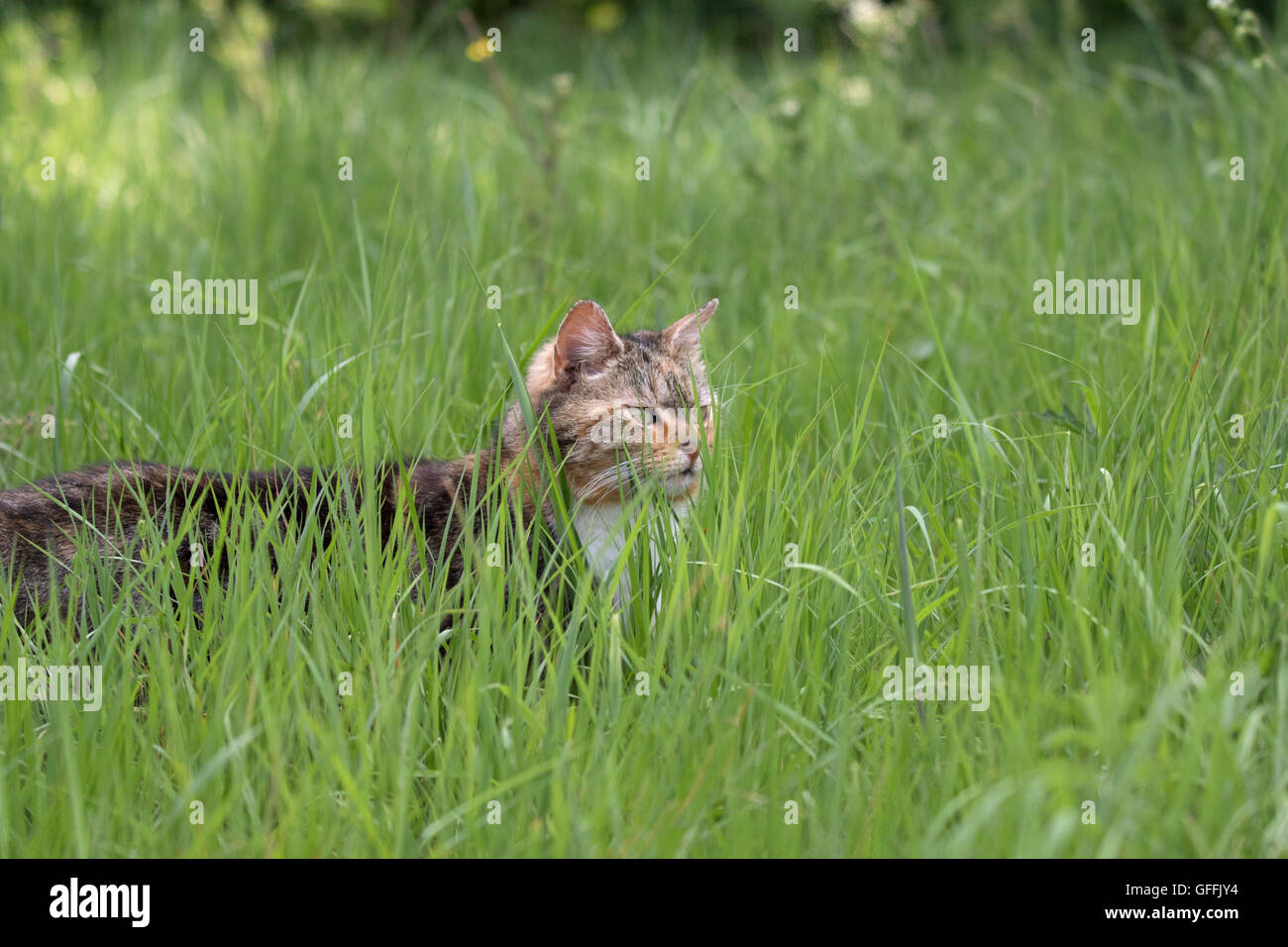 Domestic Cat, single adult hunting in long grass in field. Worcestershire, UK Stock Photo