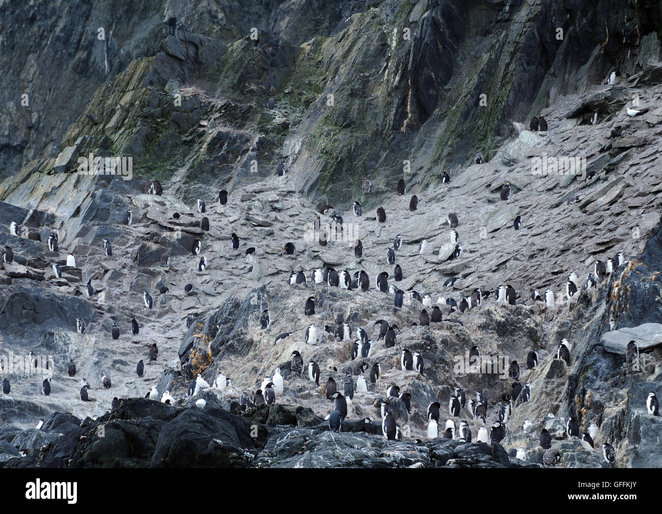 Chinstrap Penguins (Pygoscelis antarctica) on the cliffs at Cape Lookout, Elephant Island, South Shetland Islands Stock Photo