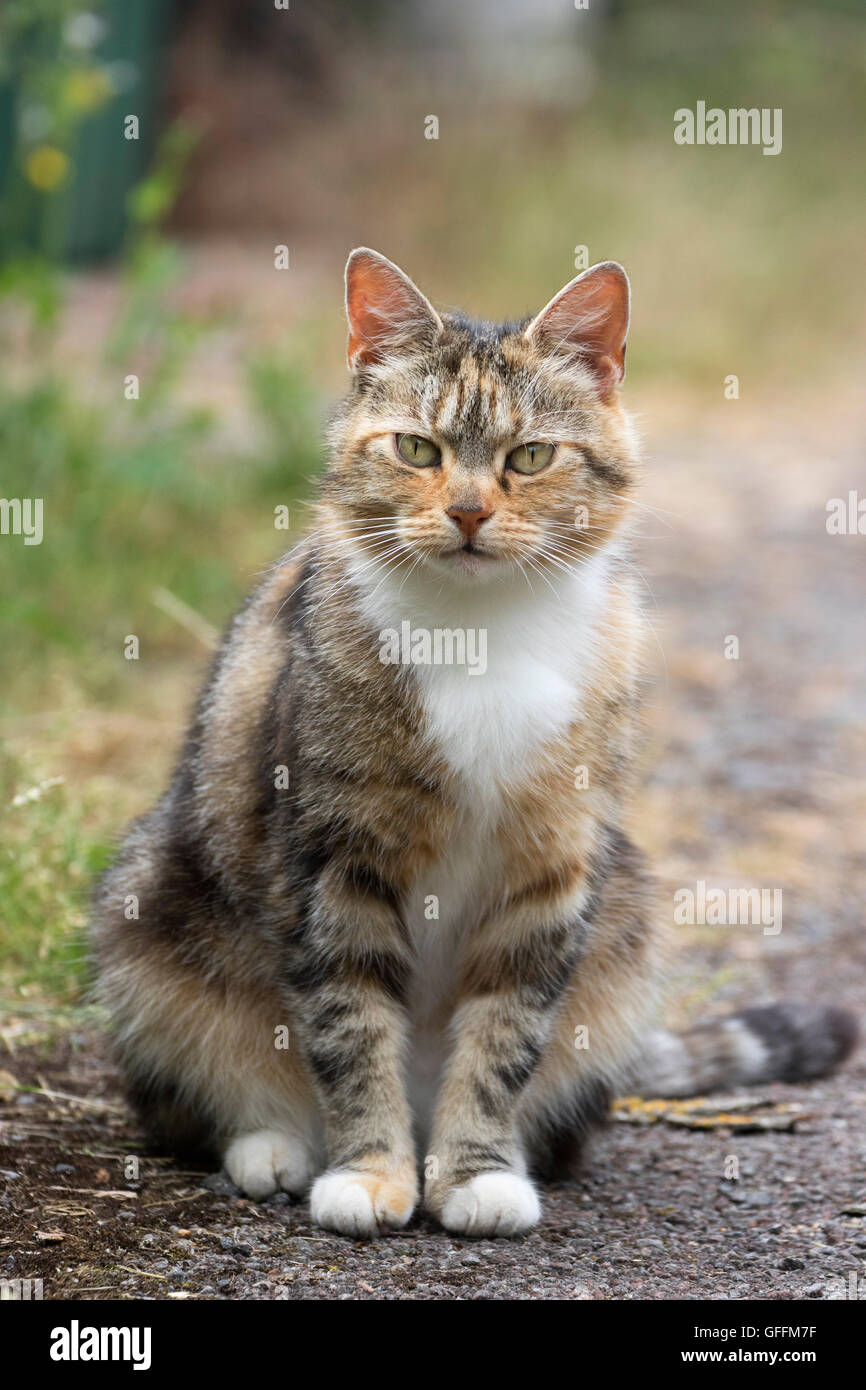 Domestic Adult Cats High Resolution Stock Photography and Images - Alamy