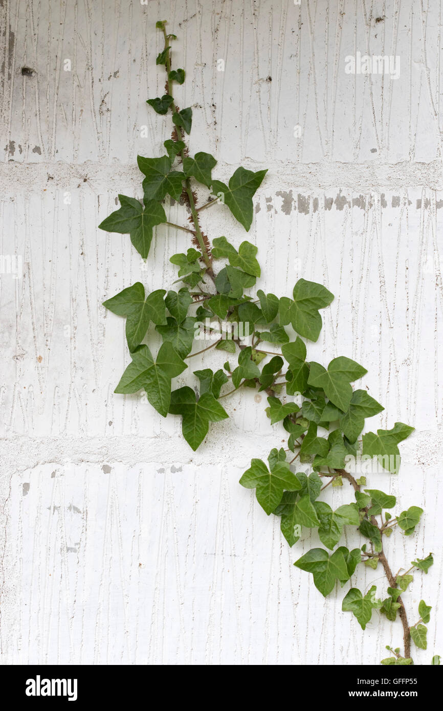 Clinging plants hires stock photography and images Alamy