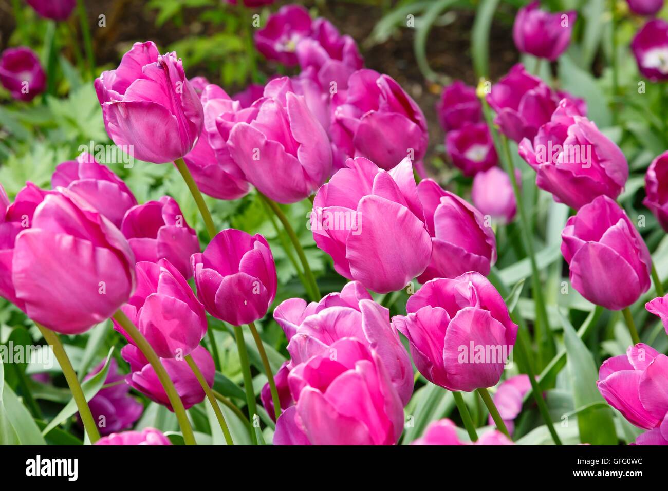 Purple tulips tulipa in a flower garden Stock Photo Alamy