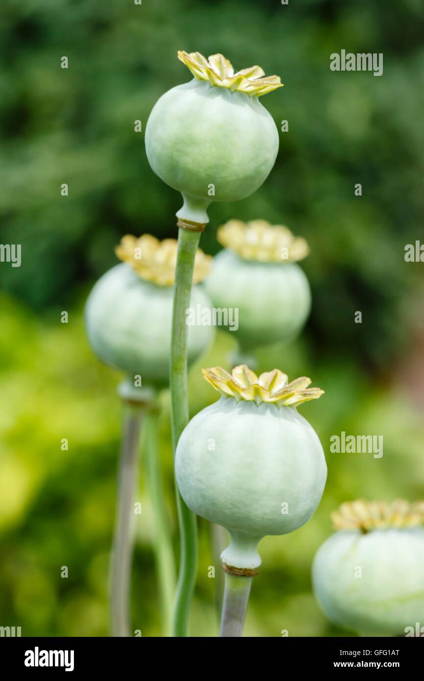 Macro of green poppy (Papaveraceae) seed heads Stock Photo
