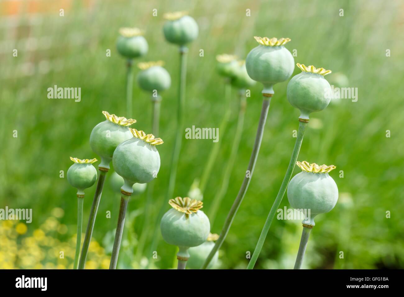 Opium poppy seed pods hires stock photography and images Alamy