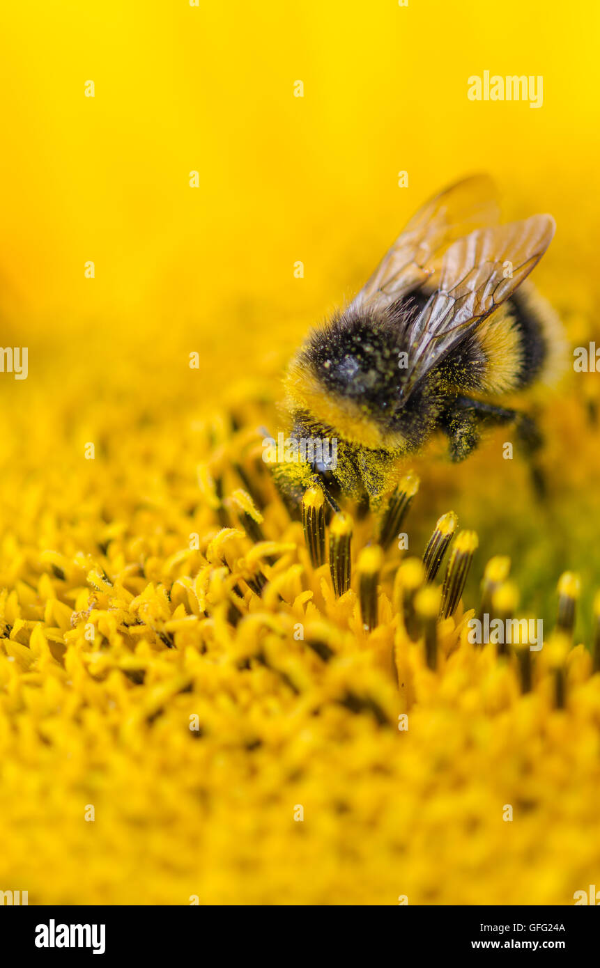 Bees on Sunflower plants Stock Photo Alamy