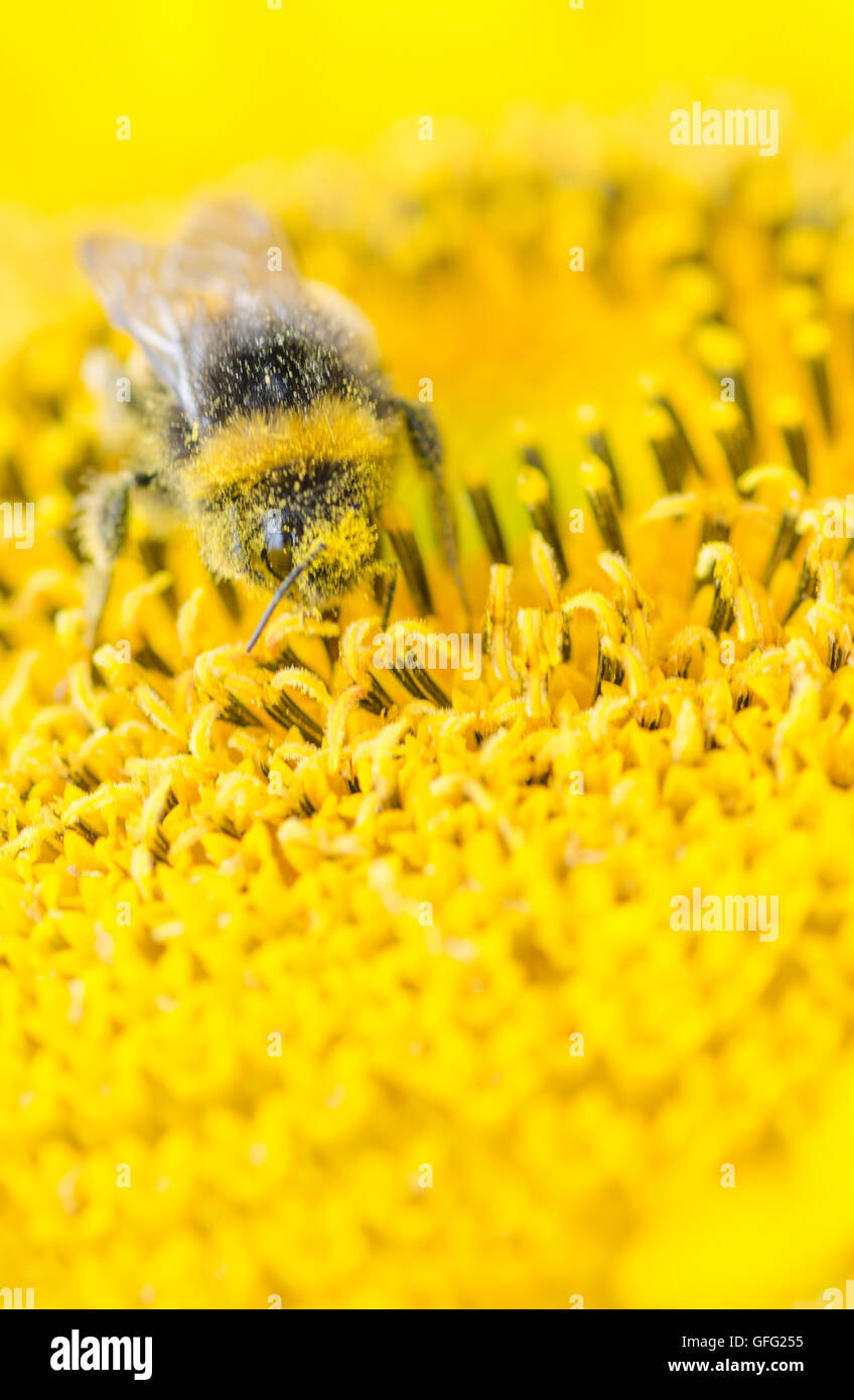 Bees on Sunflower plants Stock Photo Alamy
