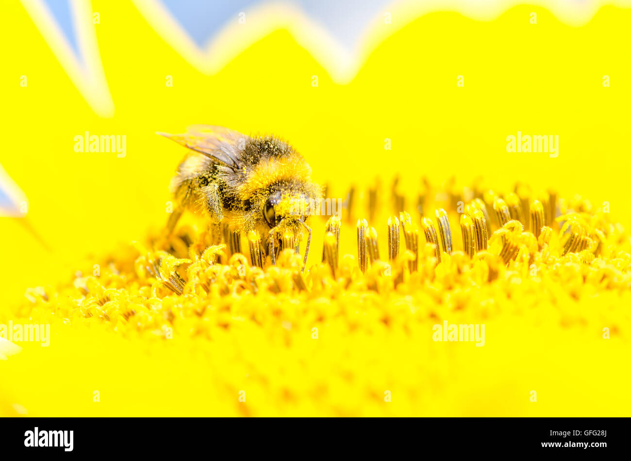 Bees on Sunflower plants Stock Photo Alamy