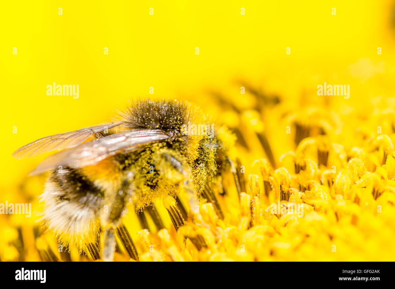 Bees on Sunflower plants Stock Photo - Alamy