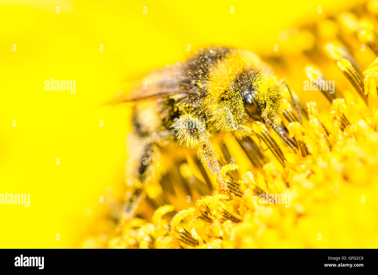 Bees on Sunflower plants Stock Photo Alamy