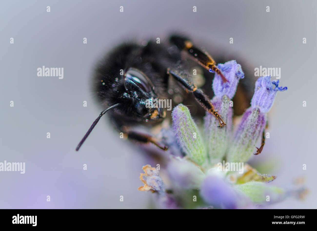 Bees on Lavender plants Stock Photo