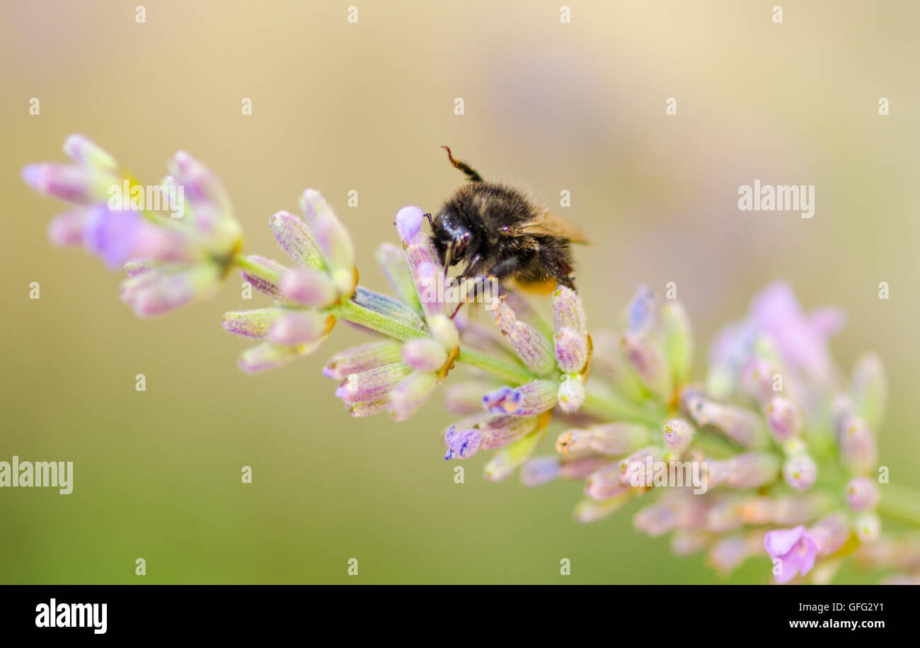 Bees on Lavender plants Stock Photo Alamy