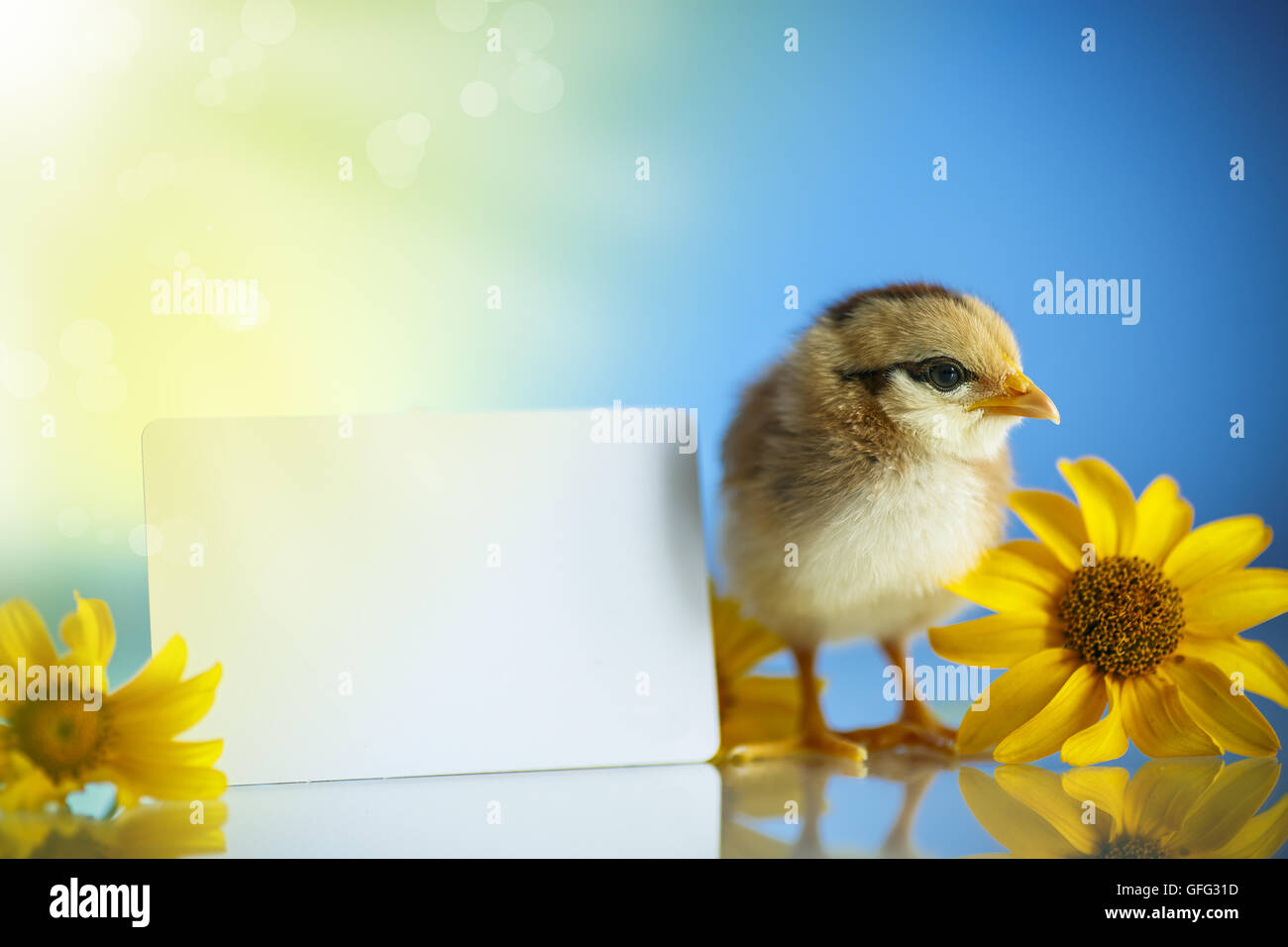 cute little chicken on a blue background Stock Photo - Alamy