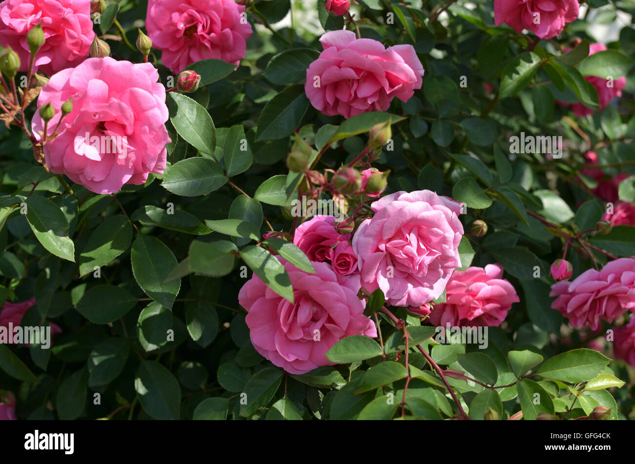 Bush of lush pink roses in blossom in springtime as background Stock ...