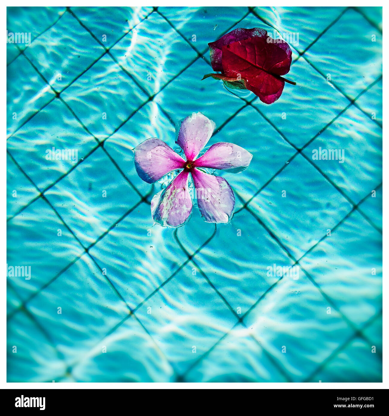 Two blossoms in water Stock Photo Alamy