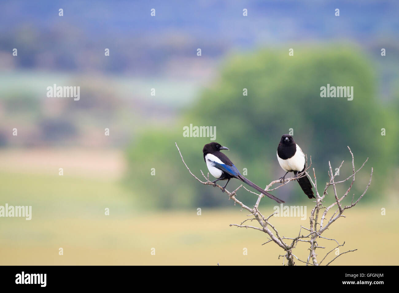 Two Common Magpie (Pica pica) perched on branch. Lleida province. Catalonia. Spain. Stock Photo