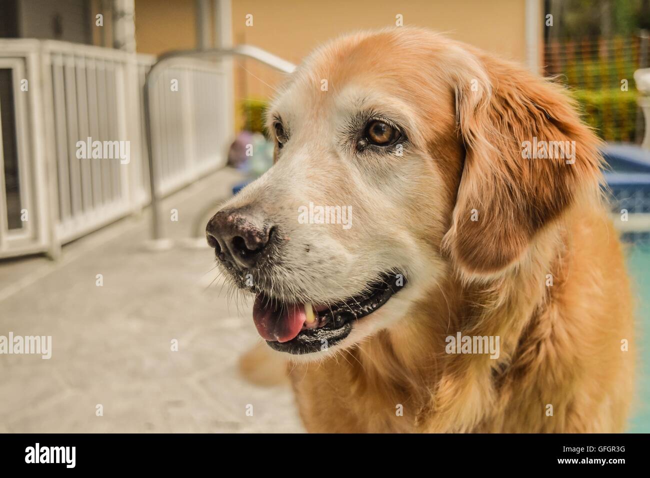 Golden retriever happy hi-res stock photography and images - Alamy
