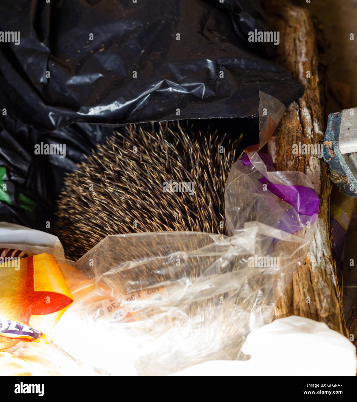 A hedgehog hidden away amongst old bags in a suburban garden Stock Photo