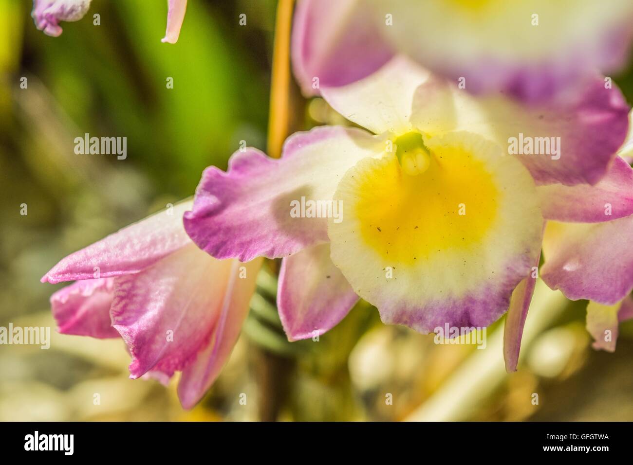 Closw Closw up hi-res stock photography and images - Alamy