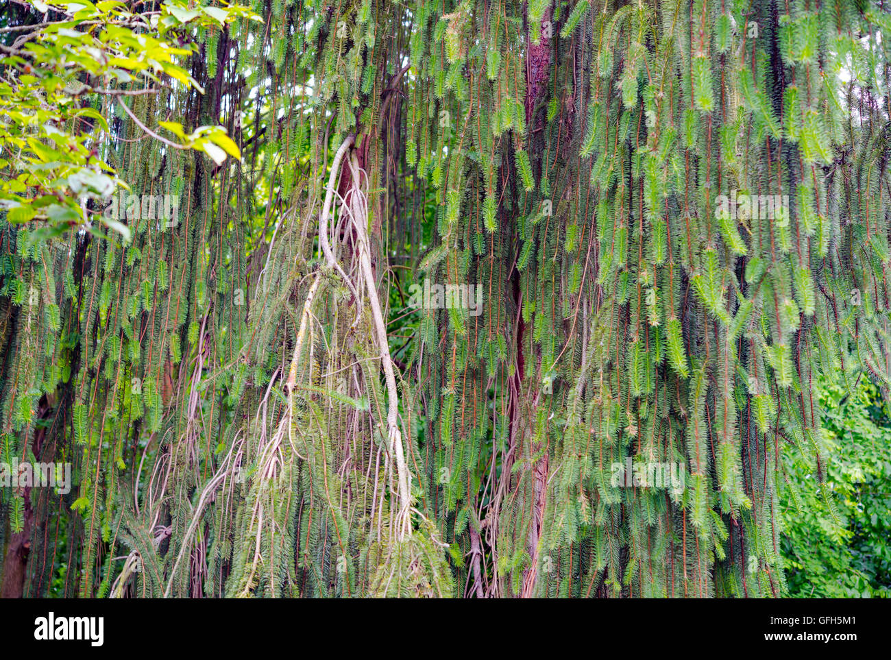 Giant Fir trees reach straight up Stock Photo