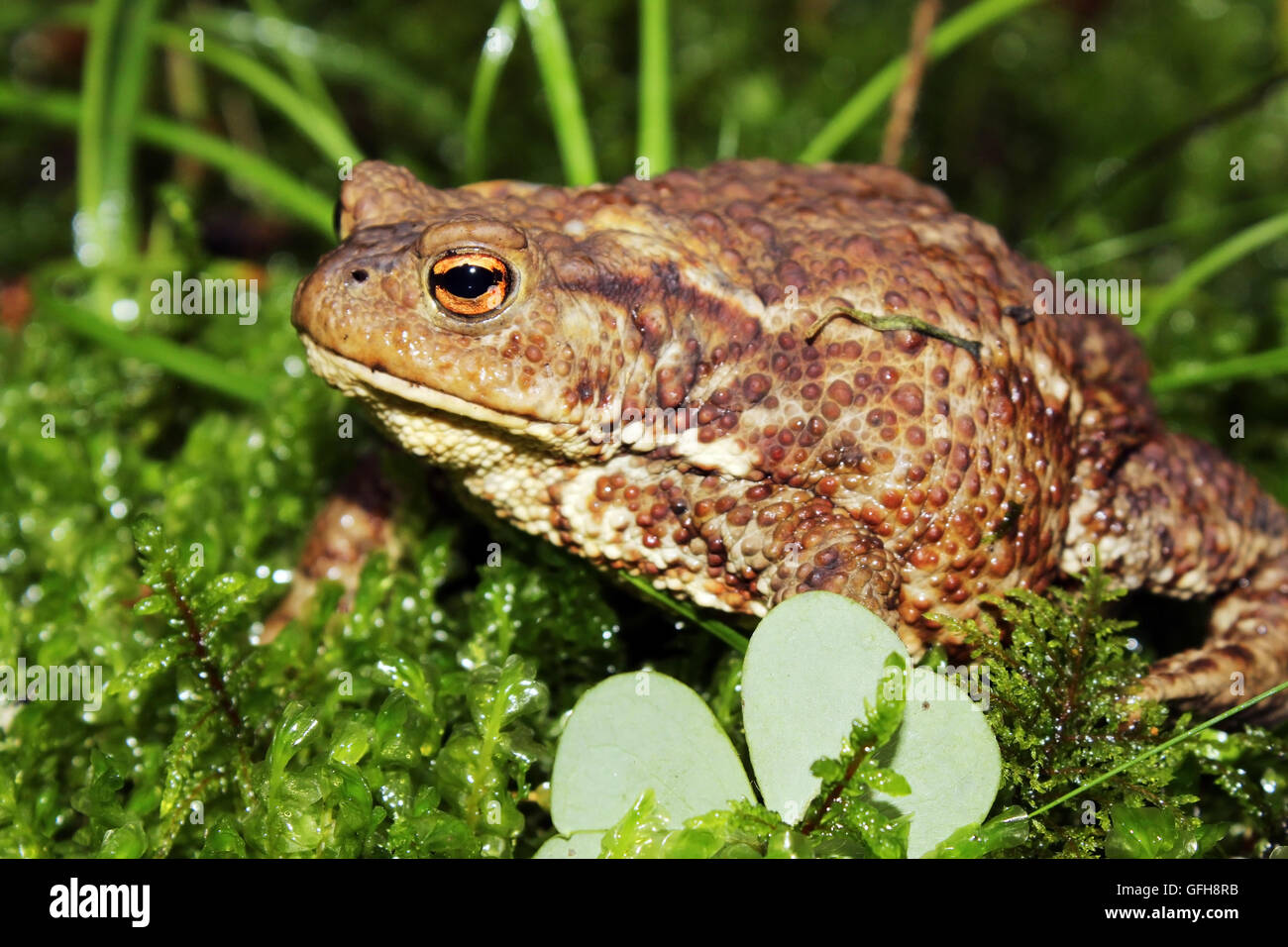 ordinary, common toad sitting on green moss in the forest in summer, Russia. Stock Photo