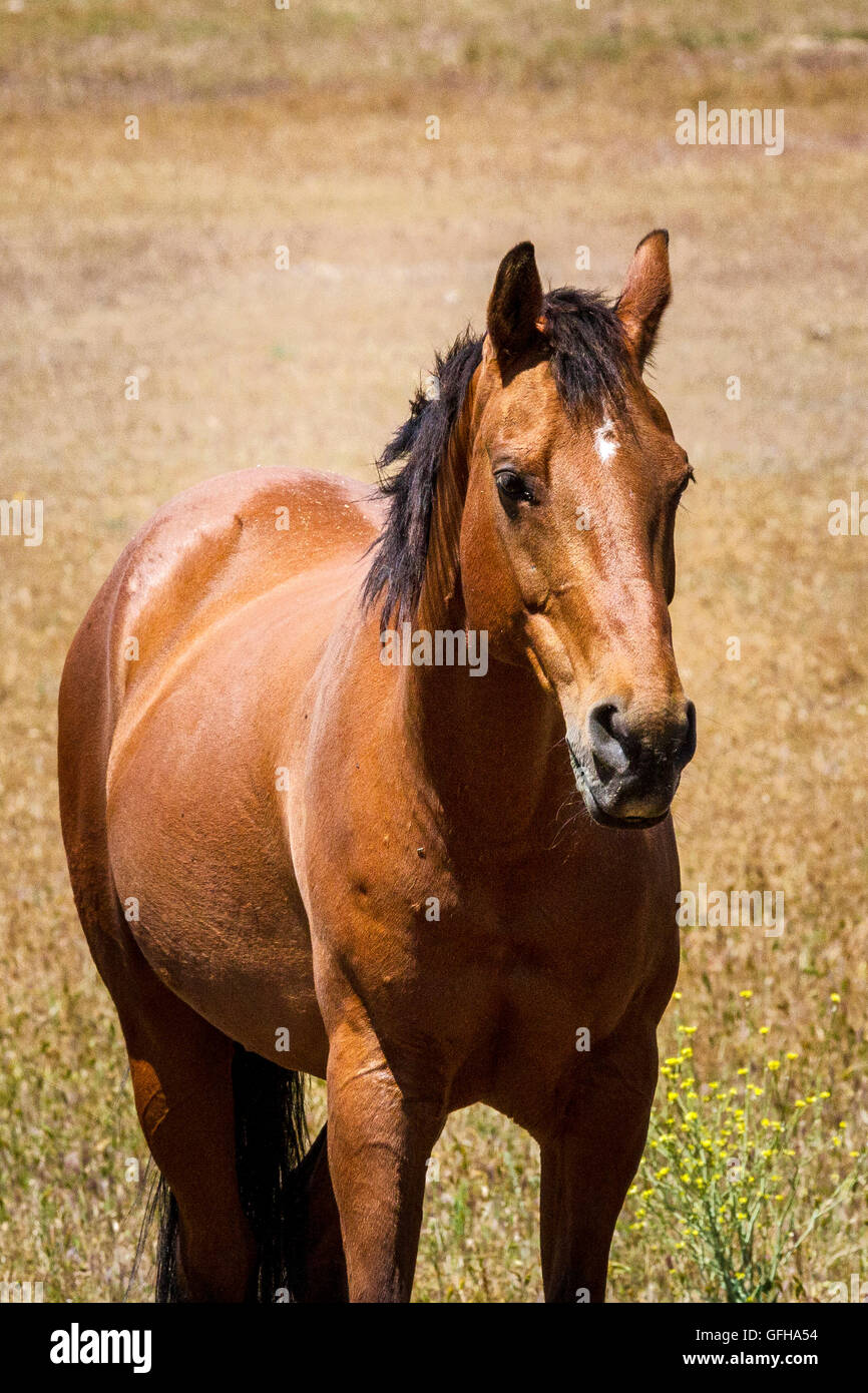 Livermore california wildflowers hires stock photography and images