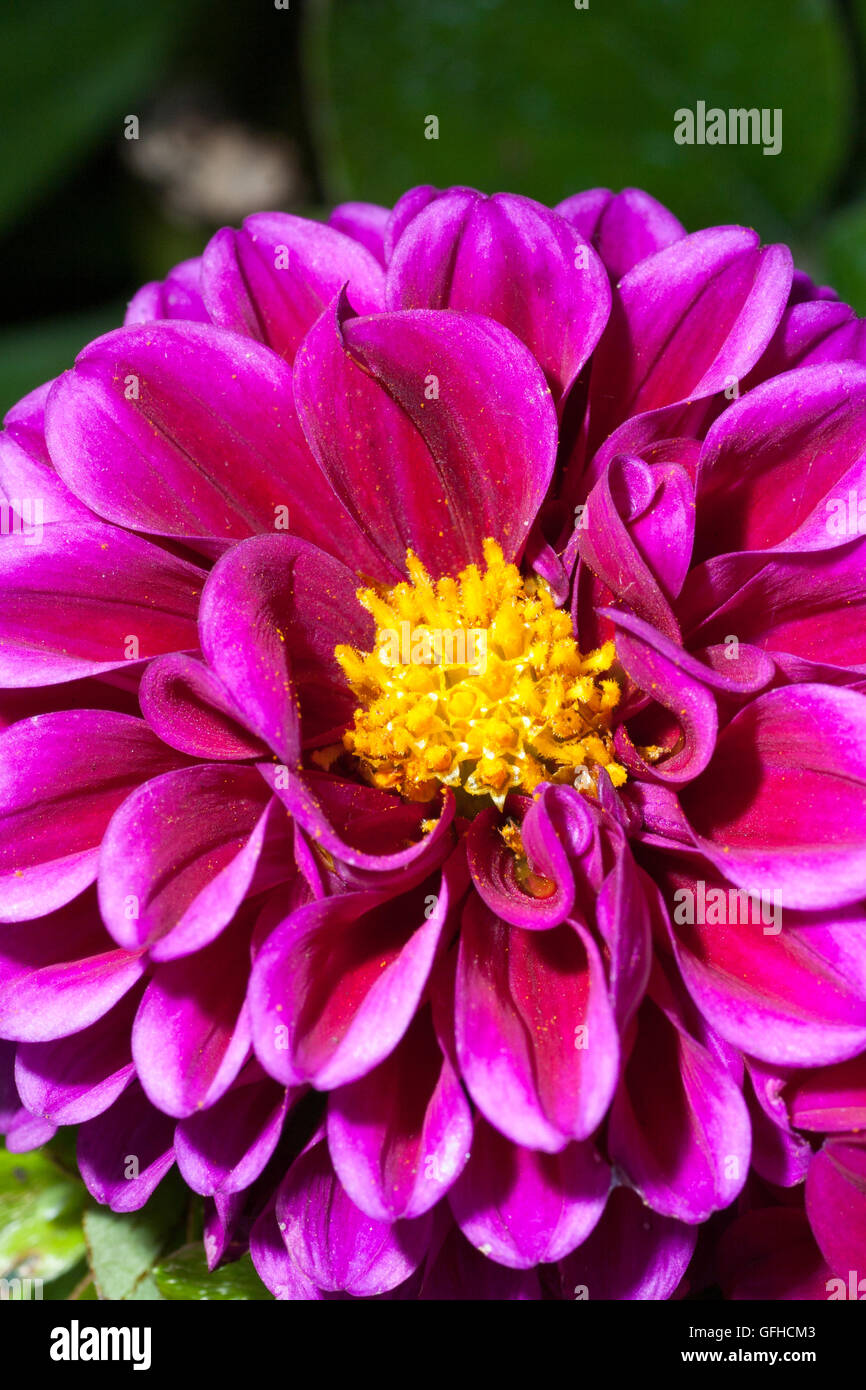 Purple Dahlia in full bloom Stock Photo