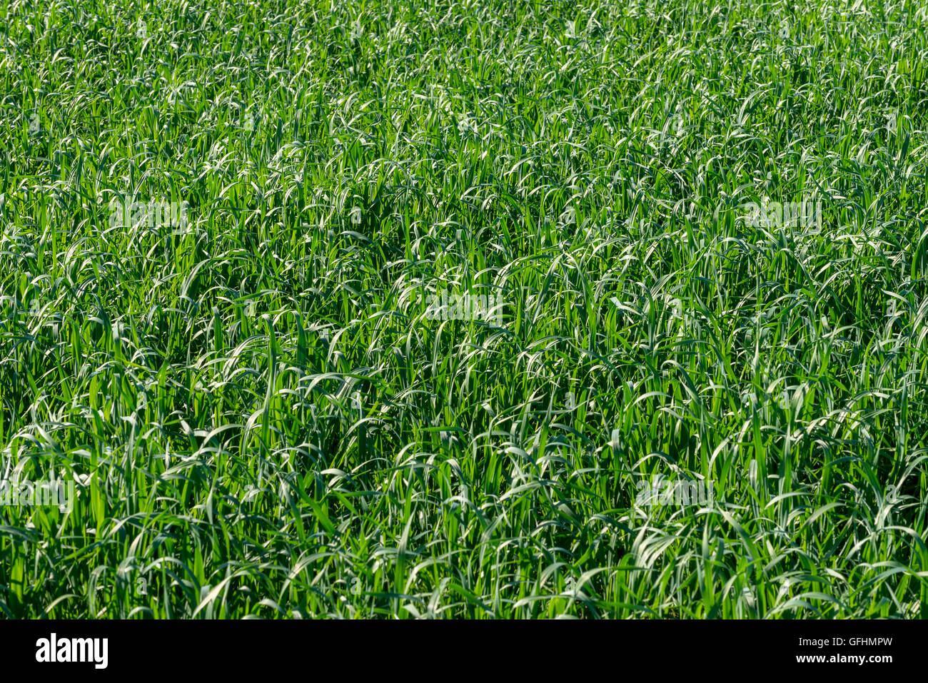 Corn plant field texture background Stock Photo - Alamy