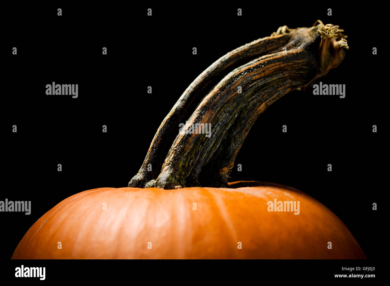 Halloween pumpkin dramatically lit on black background. Stock Photo