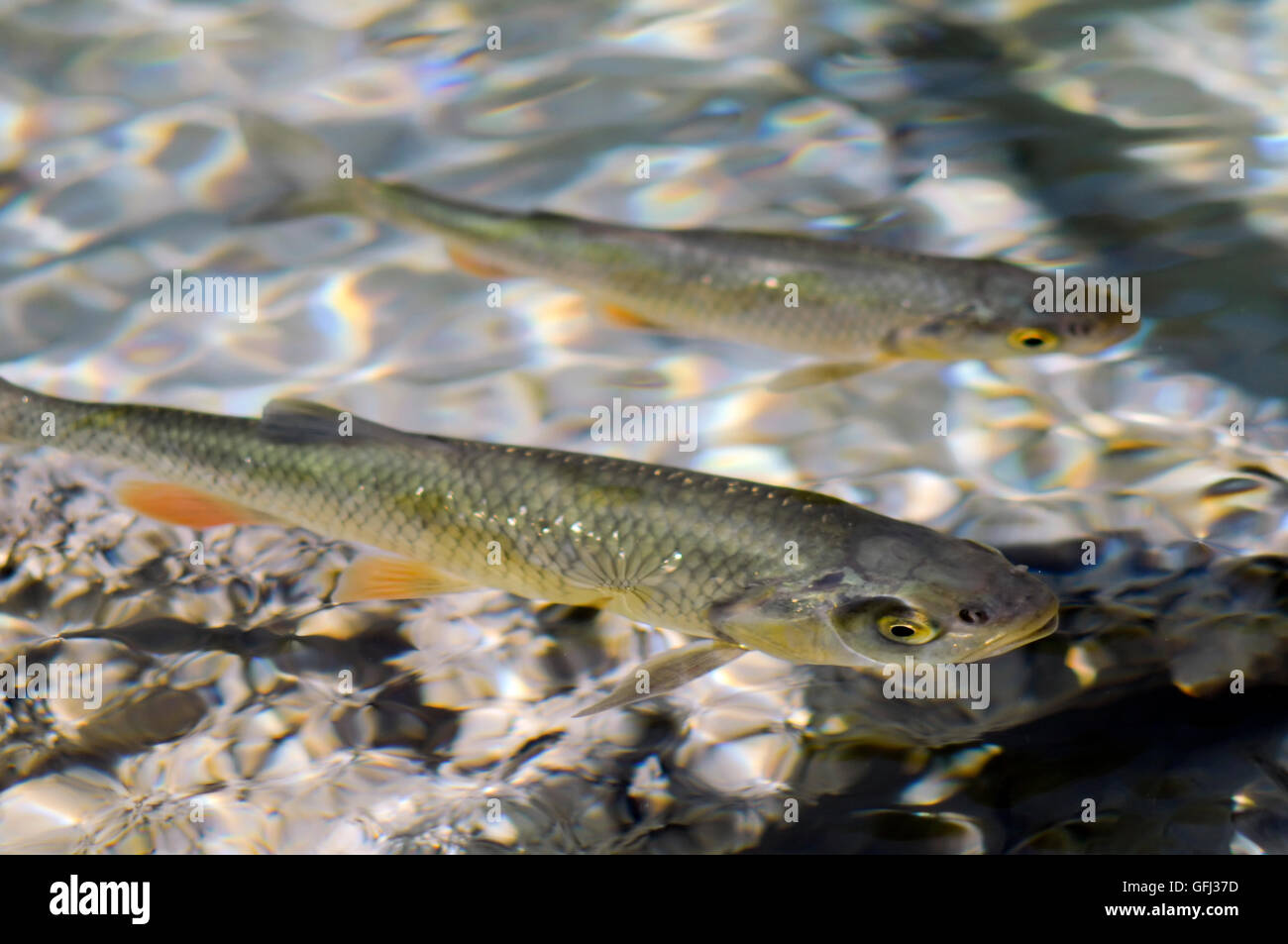 Fishes in clear transparent water, Plitvitce Lakes Stock Photo